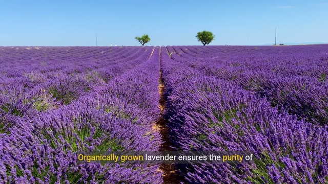 Nourish Your Hair Naturally with Lavender Garden's